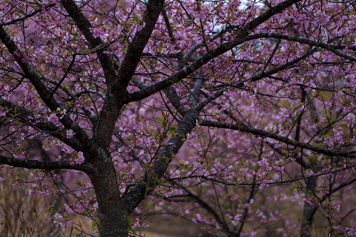 さすがに河津桜が満開だと絵になりますなあ。野見金公園へ。