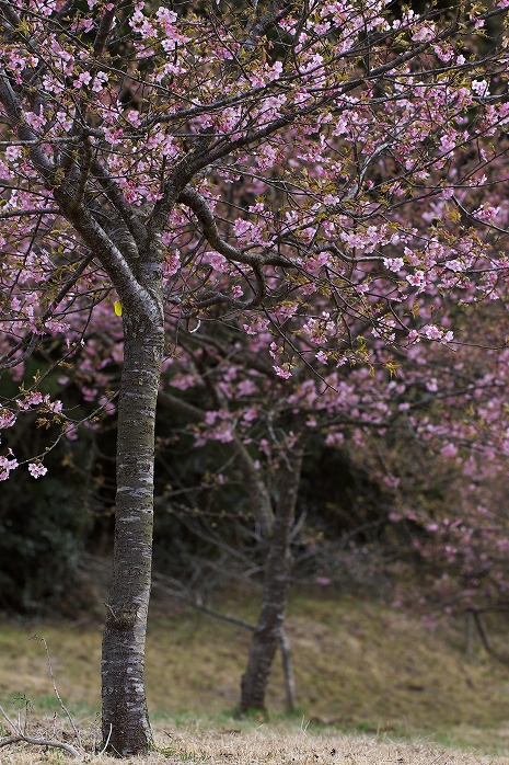野見金の、河津の桜の花の下。