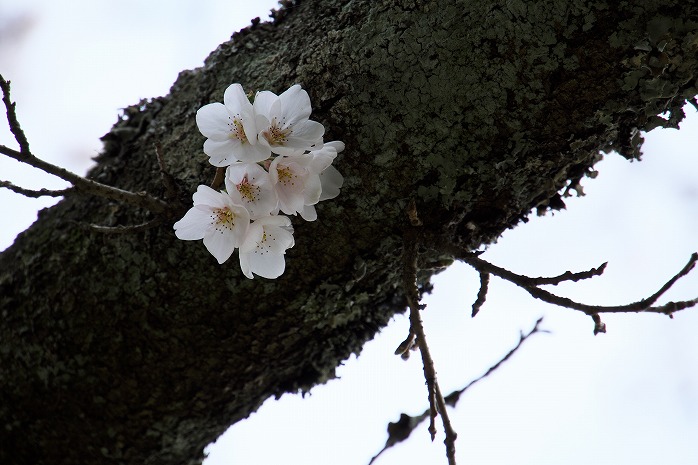 野見金公園の桜は5分咲きってところでした