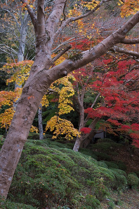リソル生命の森の紅葉