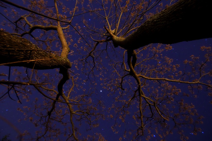 野見金公園の栴檀（センダン）の木