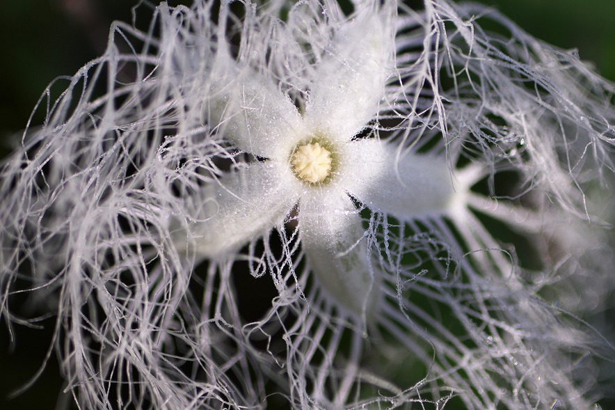 不思議な形の白い花