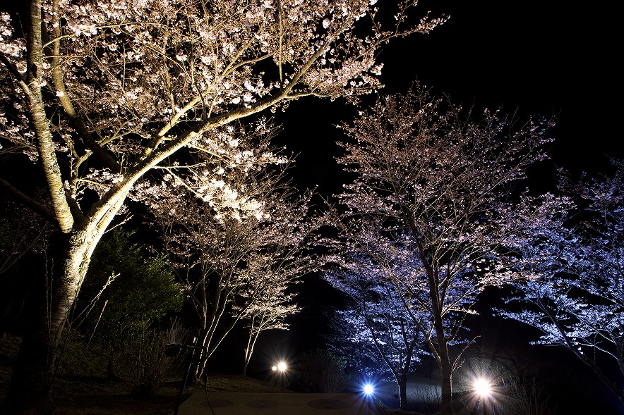 野見金公園の桜、初のライトアップ