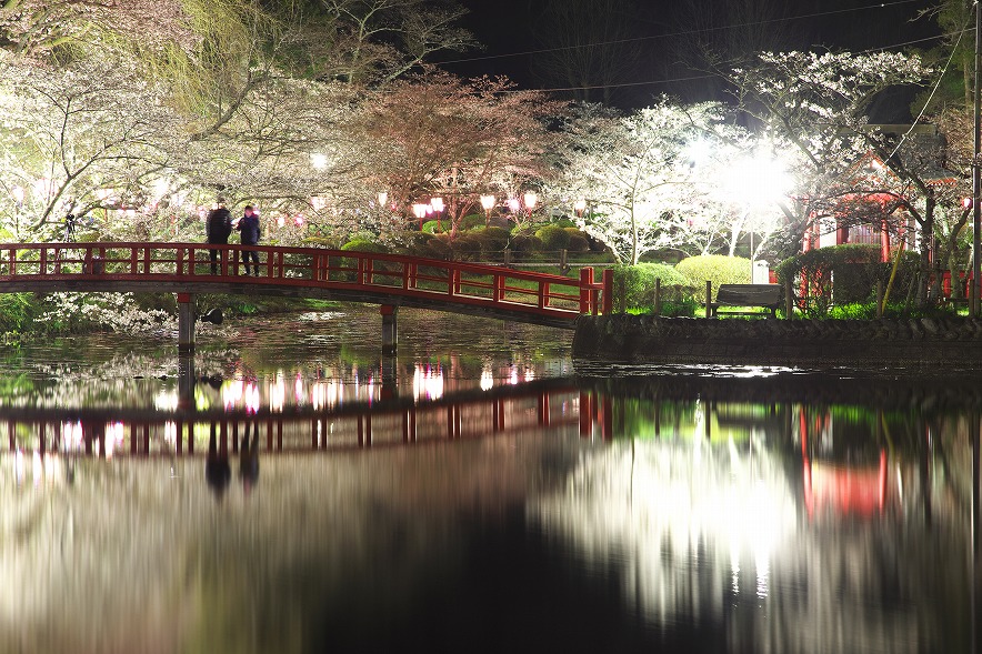 茂原公園の夜桜