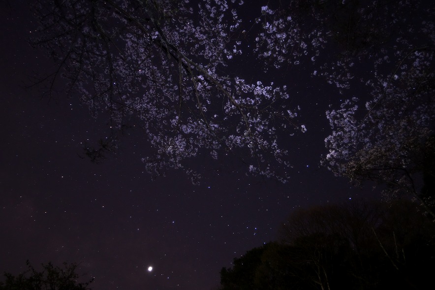 野見金公園　星と桜