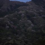 高峯の山桜