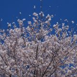 八街神社の桜の木の下には・・・