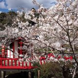 フォトクラブ四季さんと茂原公園の桜