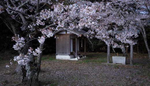 小さな社と桜の終わり