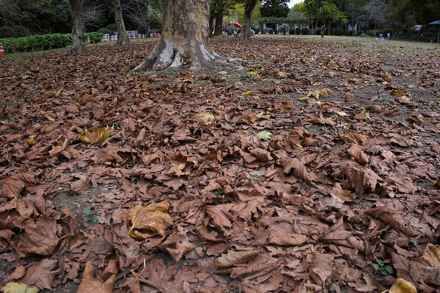 茂原公園