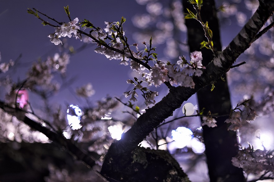 茂原公園