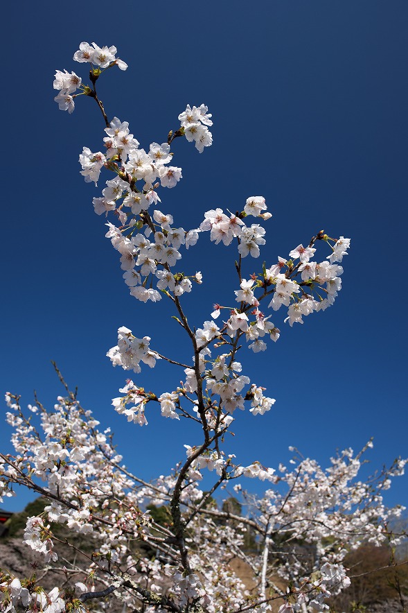 茂原公園