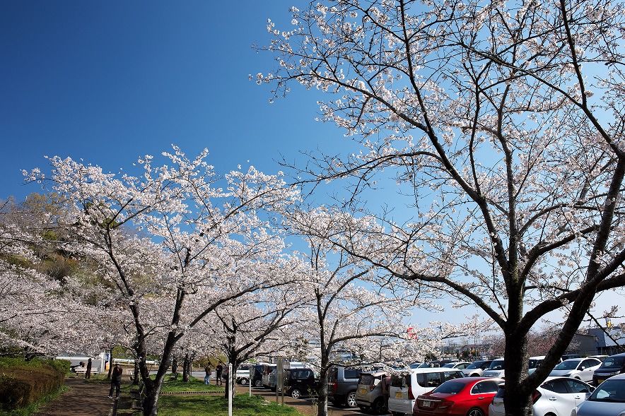 茂原公園