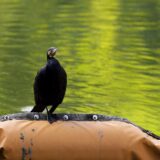 石仏写真展とファーストライト　RF100-500mm F4.5-7.1 L IS USM