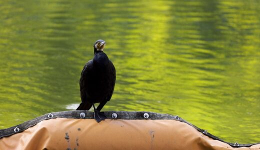 石仏写真展とファーストライト　RF100-500mm F4.5-7.1 L IS USM