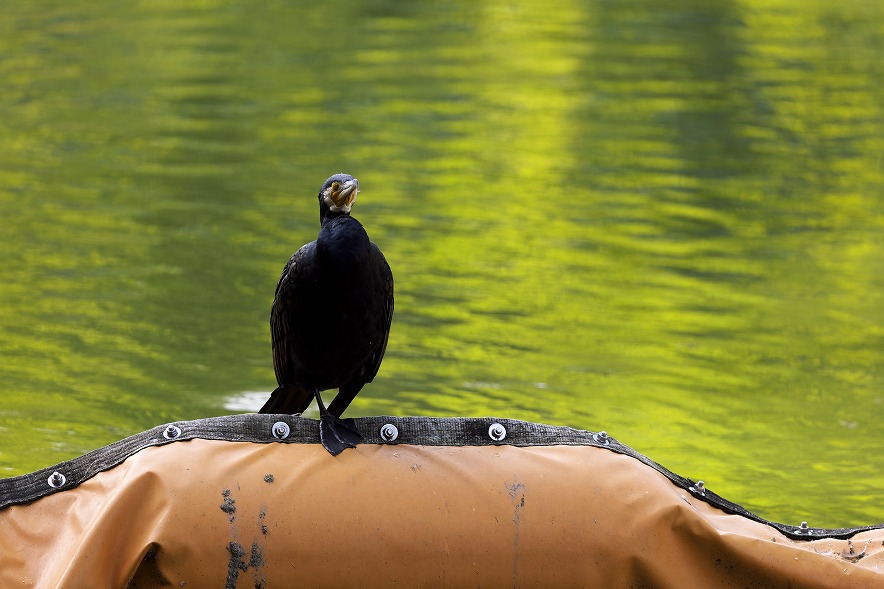 RF100-500mm F4.5-7.1 L IS USM