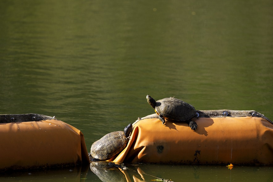 RF100-500mm F4.5-7.1 L IS USM