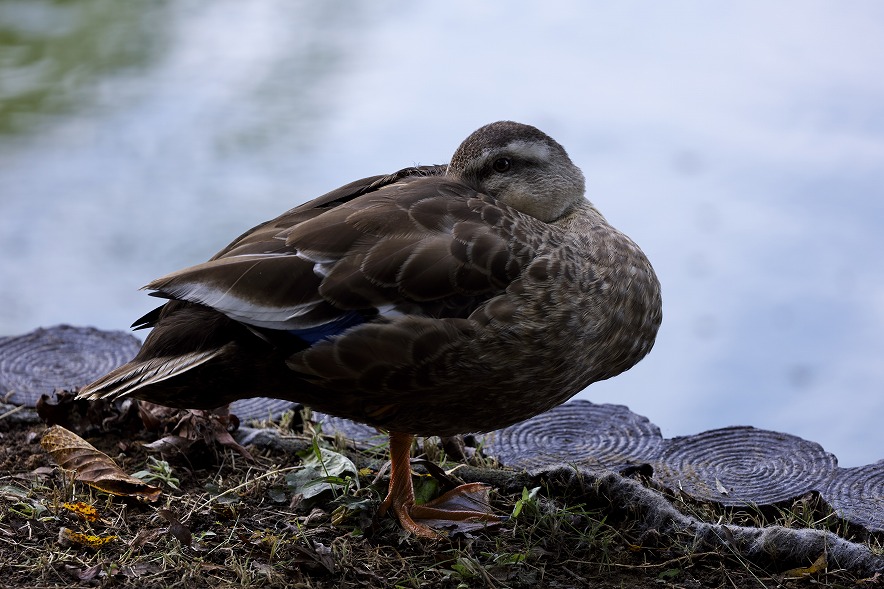 RF100-500mm F4.5-7.1 L IS USM