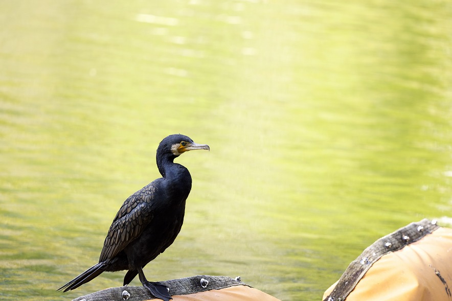 RF100-500mm F4.5-7.1 L IS USM