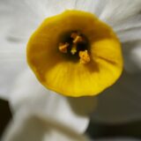 ファーストライト、RF100mm F2.8 L MACRO IS USMとEFレンズの断捨離と