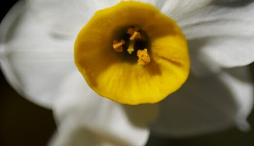 ファーストライト、RF100mm F2.8 L MACRO IS USMとEFレンズの断捨離と