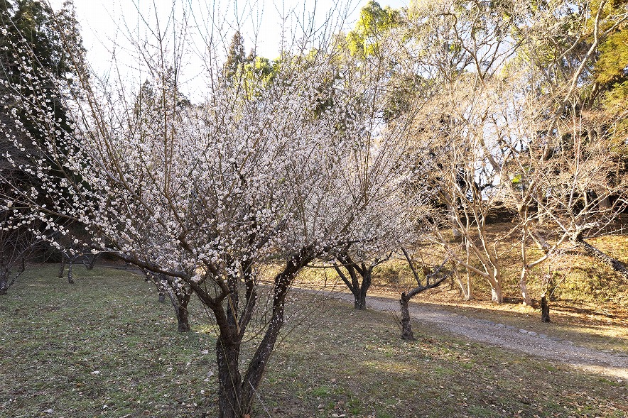 茂原公園