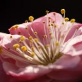 写真展の日付間違えたので茂原公園で梅撮影