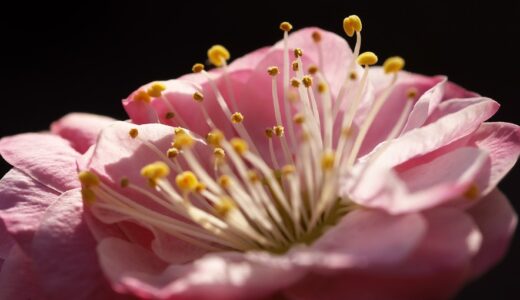 写真展の日付間違えたので茂原公園で梅撮影